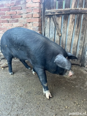 Vând proci  - imagine 3