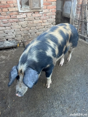 Vând proci  - imagine 4