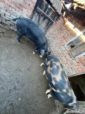 Vând proci  - imagine 2