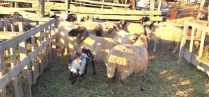 Vând iezi 10lei kg și reforma 8 lei kg in viu sau 500 lei bucata. 