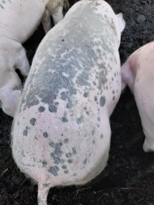 Purcei de vânzare  - imagine 2