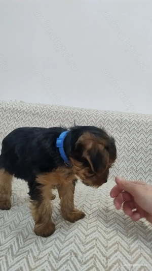 Cățeluși Yorkshire Terier de vînzare  - imagine 2 Cățeluși Yorkshire Terier de vînzare  - imagine 2