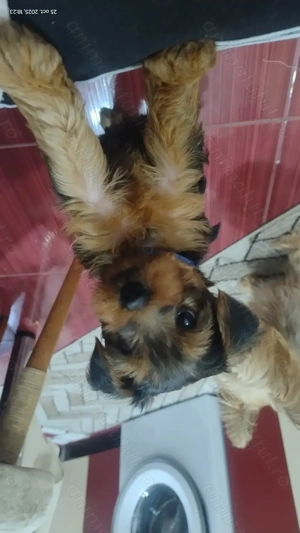 Cățeluși Yorkshire Terier de vînzare  - imagine 3 Cățeluși Yorkshire Terier de vînzare  - imagine 3