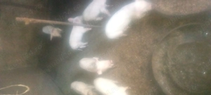 Vinde purcele vîrstă 7 săptămâni  - imagine 2 Vinde purcele vîrstă 7 săptămâni  - imagine 2