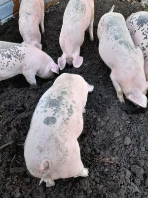 Purcei de vânzare  - imagine 3