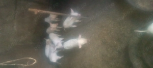 Vinde purcele vîrstă 7 săptămâni  - imagine 3 Vinde purcele vîrstă 7 săptămâni  - imagine 3
