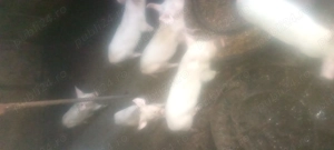 Vinde purcele vîrstă 7 săptămâni
