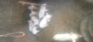 Vinde purcele vîrstă 7 săptămâni  - imagine 4 Vinde purcele vîrstă 7 săptămâni  - imagine 4