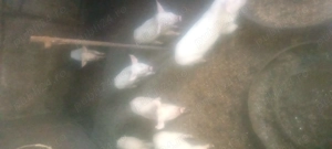 Vinde purcele vîrstă 7 săptămâni  - imagine 5 Vinde purcele vîrstă 7 săptămâni  - imagine 5