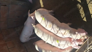 Vand soldani landras pur pt sacrificat 