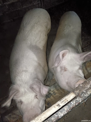 De vînzare - imagine 2 De vînzare - imagine 2