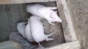 Vand soldani landras pur pt sacrificat  - imagine 3