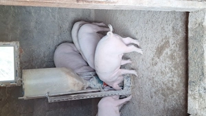 Vand soldani landras pur pt sacrificat  - imagine 5