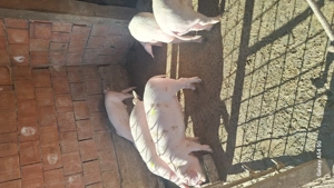 Vand soldani landras pur pt sacrificat  - imagine 4