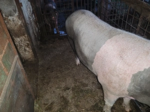 Porci de vânzare  - imagine 2