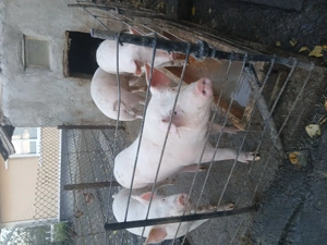 Vand porci marele alb - imagine 4 Vand porci marele alb - imagine 4
