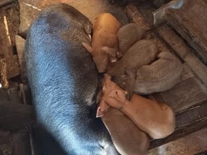 De vânzare purcei si porci