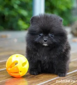 Asigur transport !!! Pui Pomeranian negru masculi si femele !!!