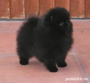 Asigur transport !!! Pui Pomeranian negru masculi si femele !!! - imagine 2