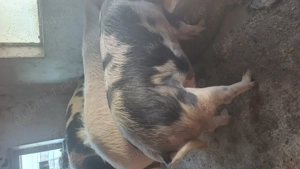 Porci 80-200kg  - imagine 4