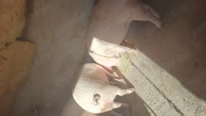 Porci 80-200kg  - imagine 3