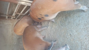 Porci 80-200kg  - imagine 2