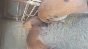 Porci 80-200kg  - imagine 5