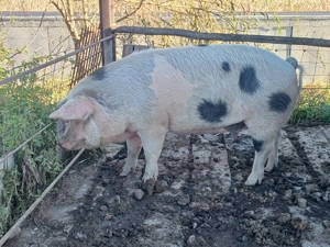 vand porc pentru sacrificare craciun