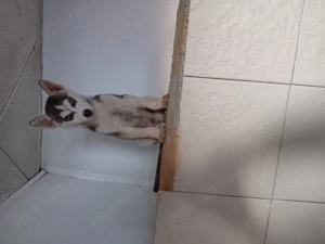 pui husky superbi - imagine 5