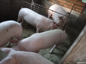 Vând porci - imagine 3