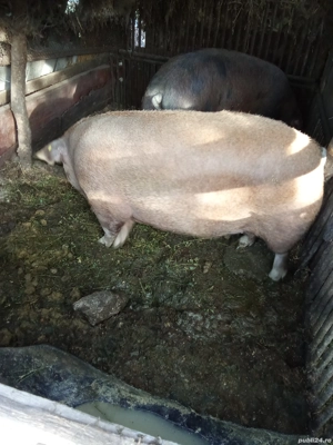 porci de vînzare