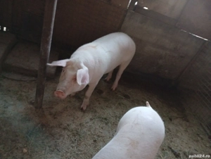 Vând porci - imagine 2