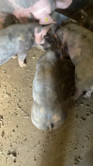 Vând porc pietrain belgian - imagine 2