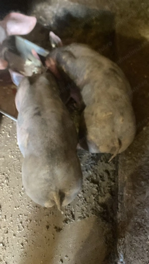 Vând porc pietrain belgian - imagine 4