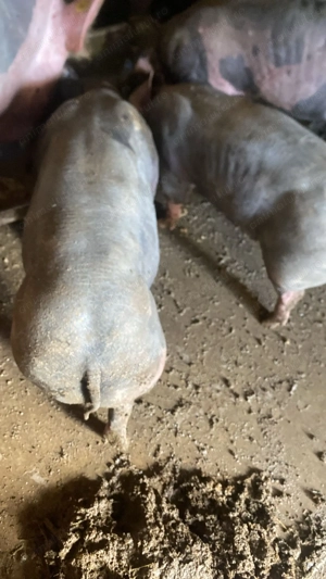 Vând porc pietrain belgian - imagine 3