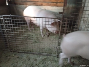 vând purcea  - imagine 2