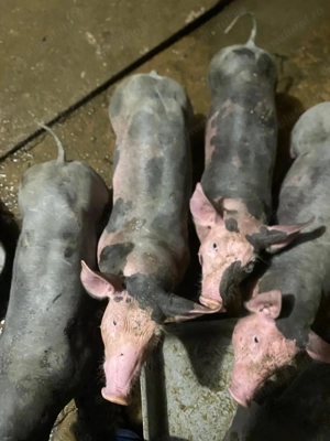 Vând porc pietrain belgian - imagine 5