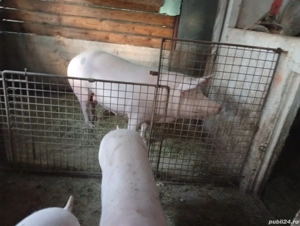 vând purcea  - imagine 4