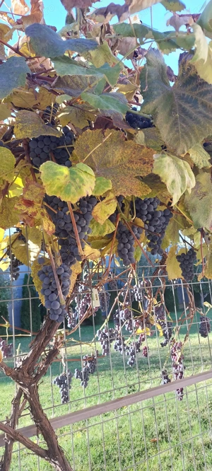 Struguri de vânzare 