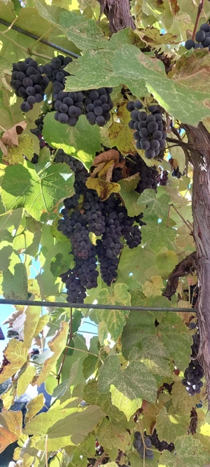 Struguri de vânzare 