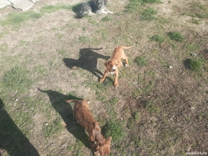 vand catelusi de trufe - imagine 2 vand catelusi de trufe - imagine 2