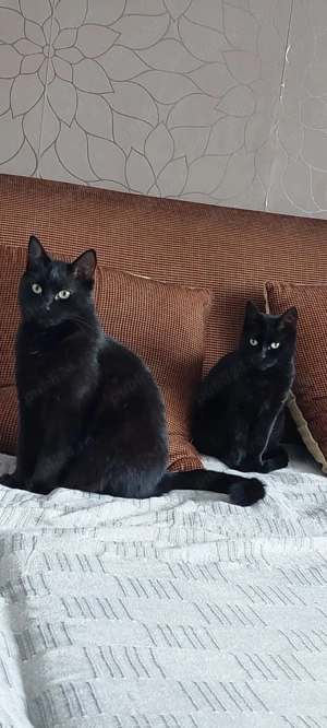 Ofer două pisici frumoase pt adoptie - imagine 2 Ofer două pisici frumoase pt adoptie - imagine 2