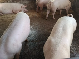 Pentru sacrificare  - imagine 2 Pentru sacrificare  - imagine 2