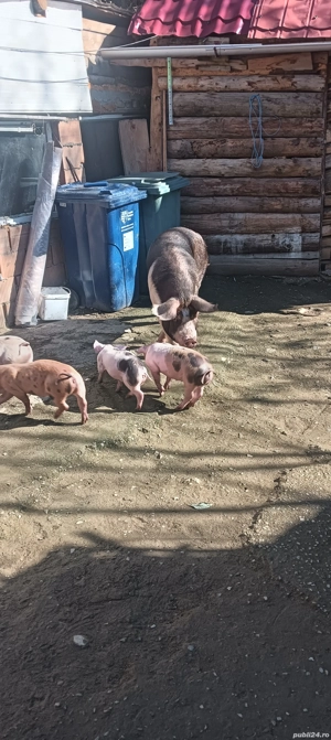 de vânzare patru scrofițe și un mascul  - imagine 2