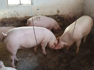 Pentru sacrificare  - imagine 4 Pentru sacrificare  - imagine 4