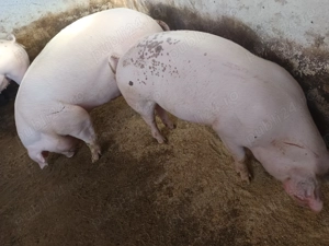 Pentru sacrificare  - imagine 3 Pentru sacrificare  - imagine 3