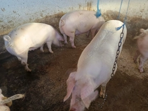 Pentru sacrificare  - imagine 5 Pentru sacrificare  - imagine 5