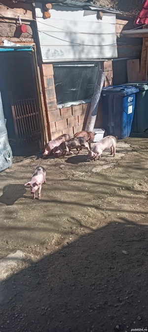 de vânzare patru scrofițe și un mascul 