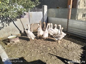 de vinzare  - imagine 2