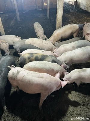 vand porci de taiat de la 100 la 200 kg - imagine 2
